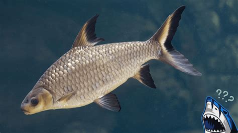 The Bala Shark – Everything You Need To Know in .